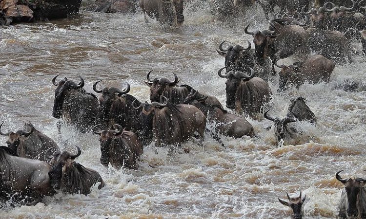 The Mara River Crossing