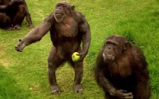 5 Days Rwanda Primates Safari