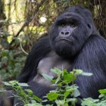 Rwanda-Uganda border reopening 2022