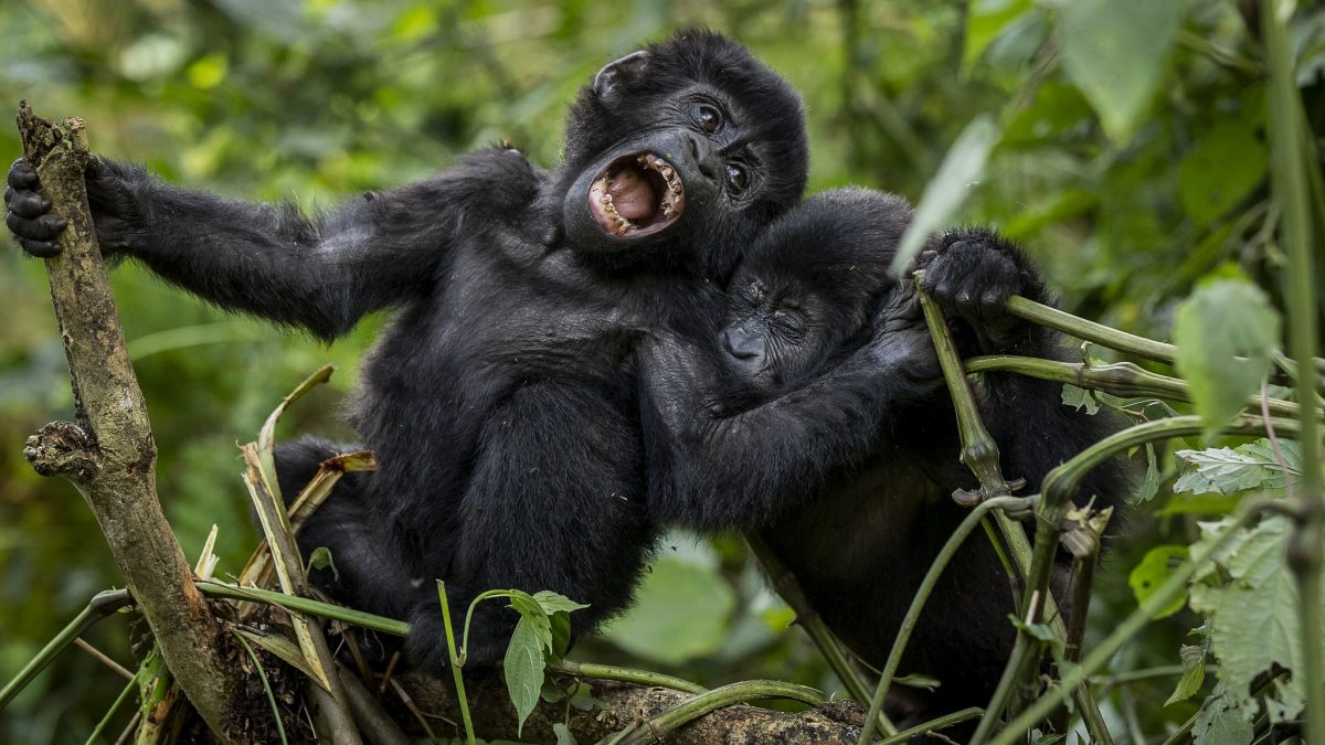 Why are Mountain Gorillas Endangered