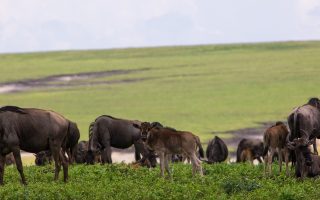 Why visit Ngorongoro Crater