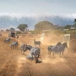 game drive in Ngorongoro crater