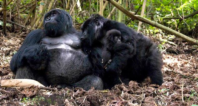 Minimum Age for Gorilla Tracking