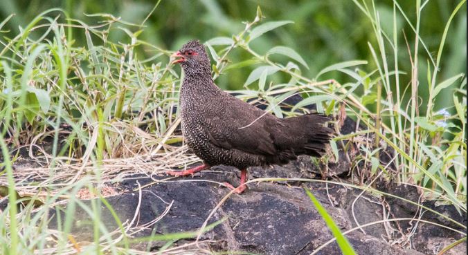 Attractions in pian upe wildlife reserve