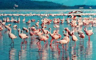 3 Days Lake Nakuru Safari
