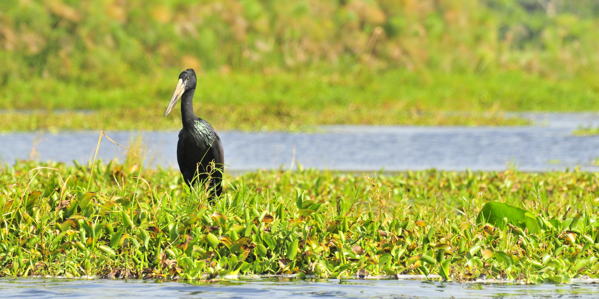 Rubondo Island National Park