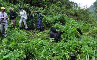 5 day Uganda and Rwanda safari