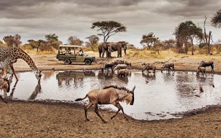 Tanzania Safaris