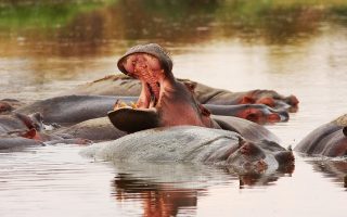 Top Things to do in Serengeti