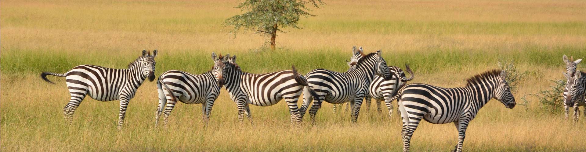 Guide to Planning East Africa Vacation Safari Tour