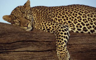 12 Days Tanzania and Uganda Tour