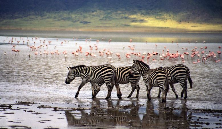 Tanzania Safaris