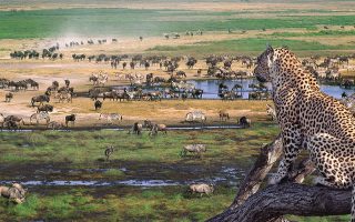 1 Day Tanzania Safari