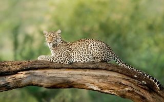 7 Days Best of Tanzania Safari