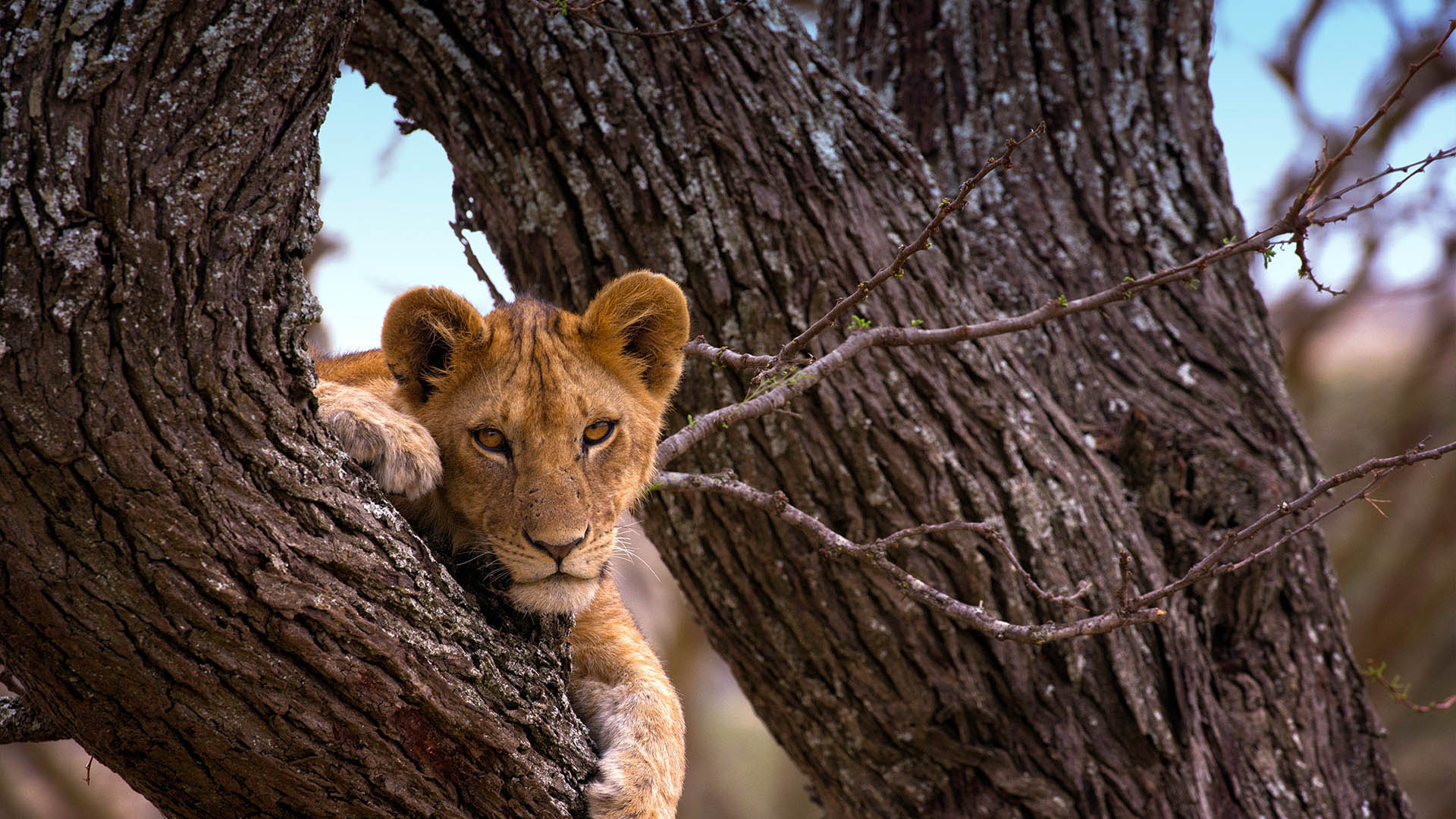 Tree climbing lions in Serengeti