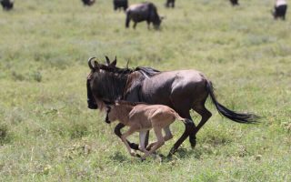 23 Days Uganda, Kenya and Tanzania Safari