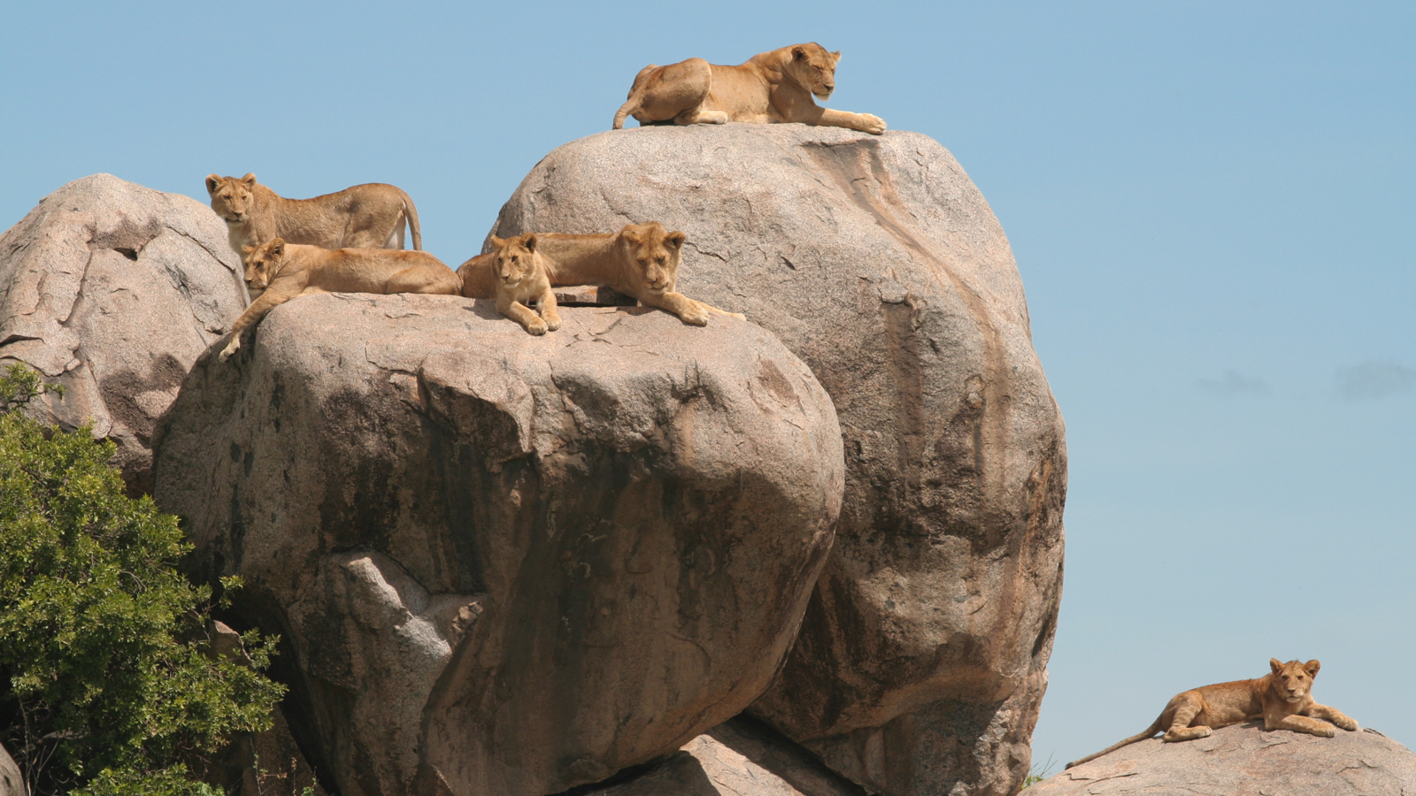 Top Things to do in Serengeti