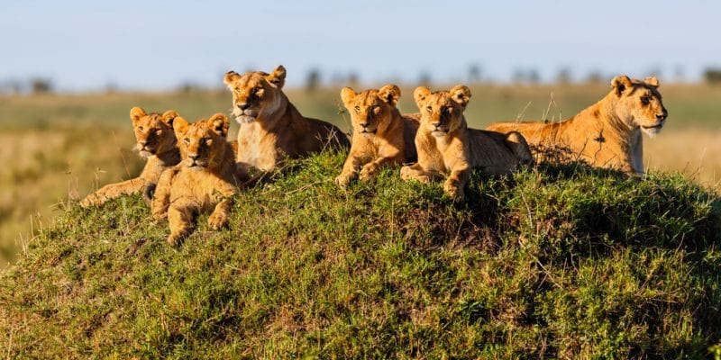 Serengeti National Park Lions | Serengeti Safaris Tours | Serengeti Tours