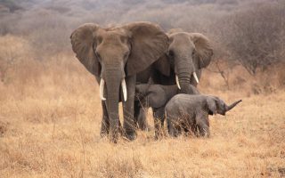 Tailor Made Trips to Tanzania