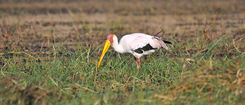 The Birds of Tanzania 