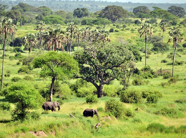The Magic Of A Green Safari In Tanzania