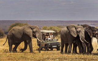 Explore the Northern Safari Circuit with Focus East East Africa Tours