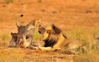 Big 5 safari in Tanzania