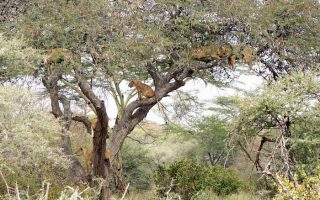 Tree Climbing Lions