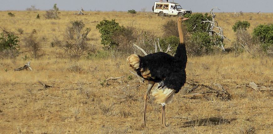 Guide to Visiting Tsavo West National Park