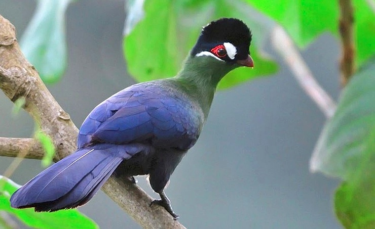 Why visit Ngorongoro Crater?