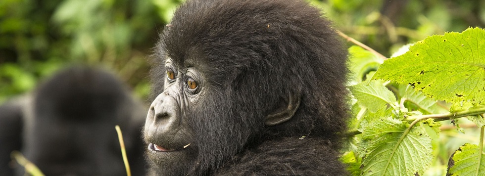 Gorilla Trekking Rules & Regulations