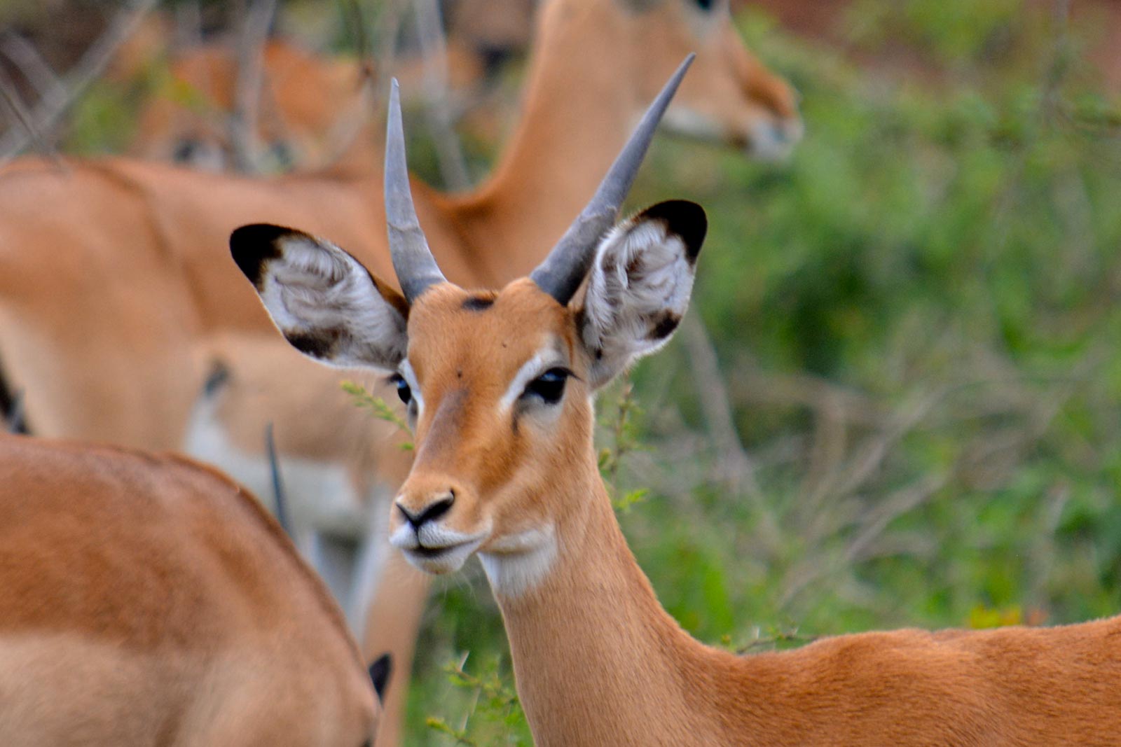 Impala in Ugalla National Reserve