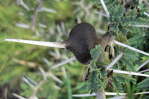 Plants in Serengeti National Park