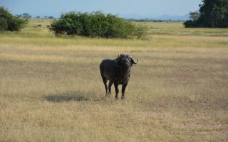 10 Days Best of Kenya Safari