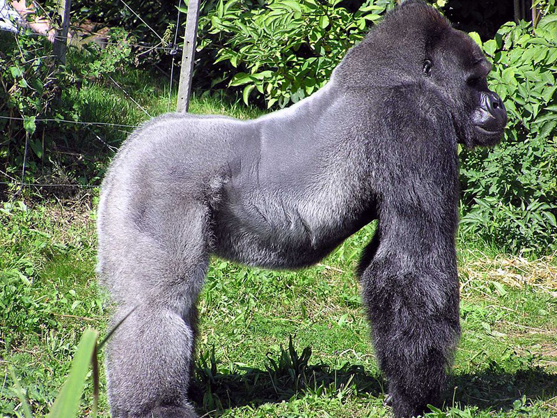 Top 5 Stunning Places to go for Gorilla Trekking in Africa