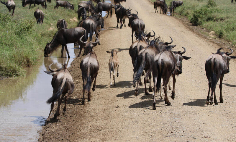 8 guidelines for enjoying the best of the great migration caving season