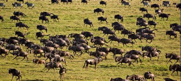 Tanzania Vs South Africa Safaris | Tanzania Safaris Tours | SouthAfrica