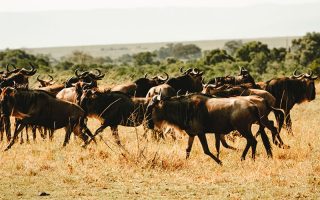 Facts About Tanzania Great Wildebeest Migration