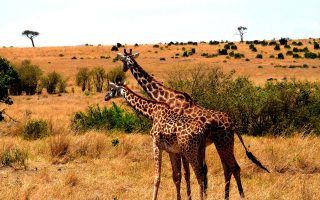 8 Days Kenya Wildlife Safari Tour