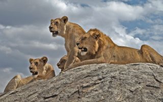Top 5 Places to see Lions in Tanzania