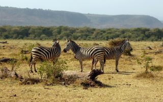 Why Visit Lake Manyara
