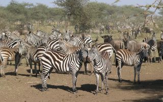 7 Days Best of Kenya Safari Tour